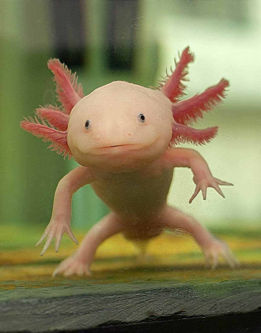 Axolote: características, alimentação, regeneração e suas curiosidades 8 axolote é um anfíbio