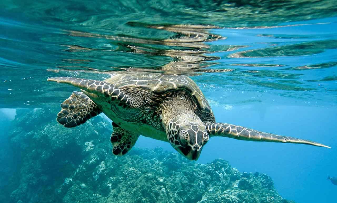 Quais as principais diferenças entre tartarugas, cágados e os jabutis 7 tartaruga