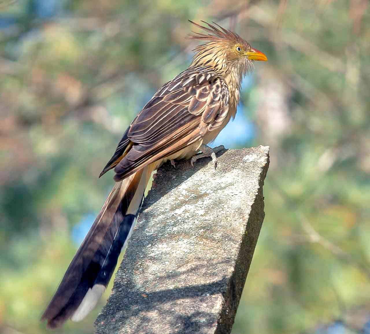 Anu-branco (Guira guira): o que come, reprodução e suas curiosidades 5 anu branco