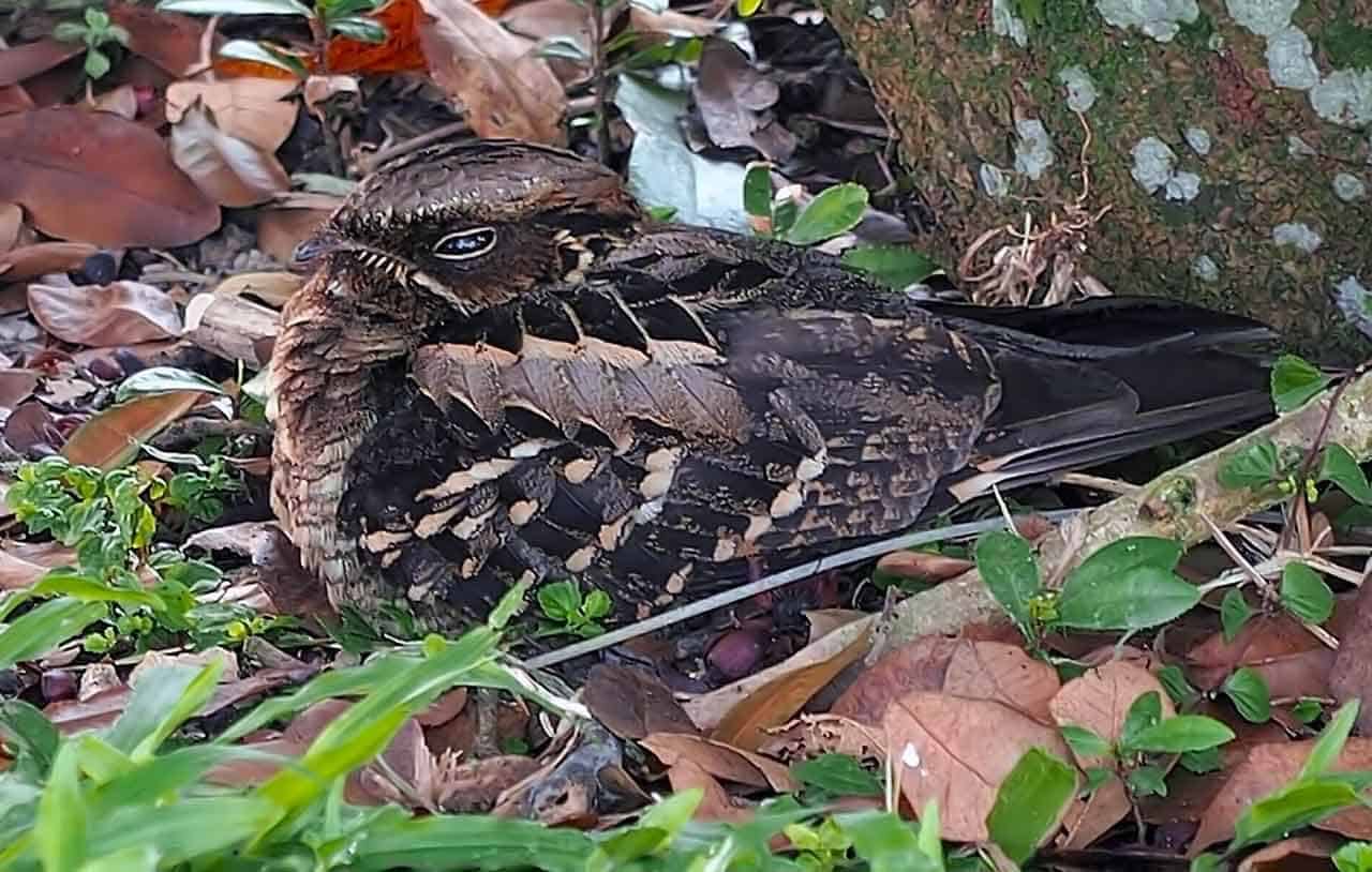 Bacurau: lendas, reprodução, seu canto, tamanho, peso e seu habitat 6 curiango