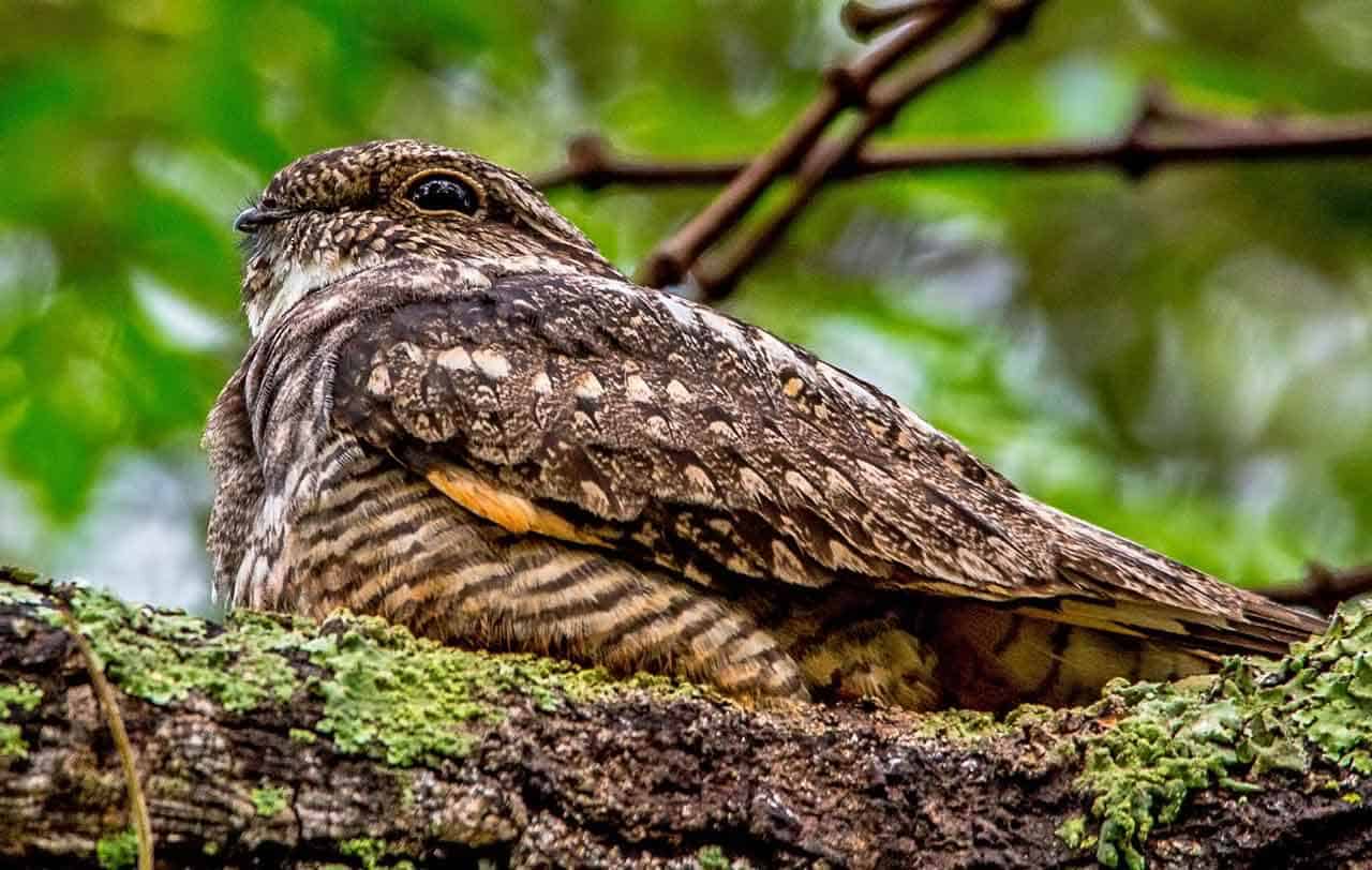 Bacurau: lendas, reprodução, seu canto, tamanho, peso e seu habitat 5 bacurau curiango