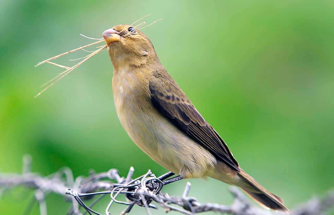 Coleirinho: subespécies, reprodução, seu canto, habitat e seus hábitos 5 Coleirinho fêmea