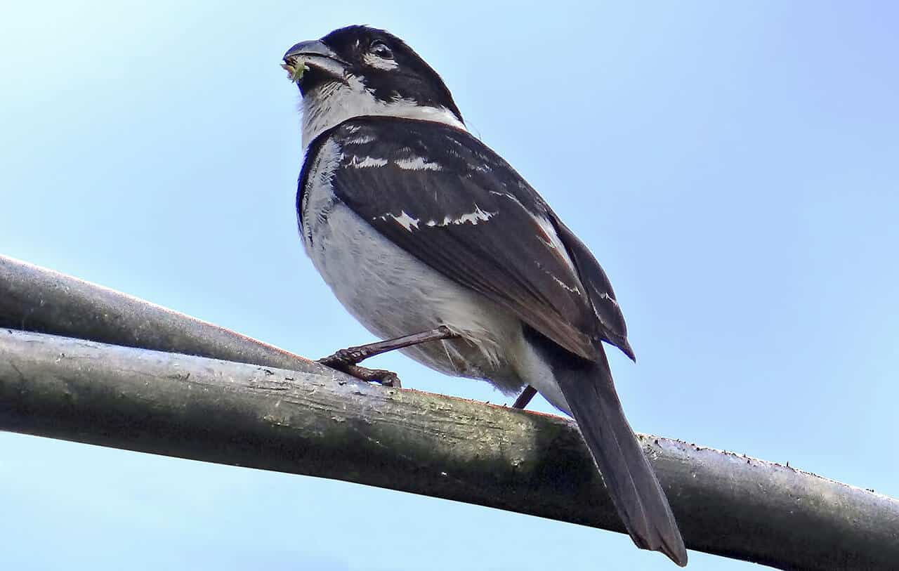 Coleirinho: subespécies, reprodução, seu canto, habitat e seus hábitos 6 coleiro-zel-zel, coleiro, papa-capim-de-coleira, papa-capim, coleirinha e papa-arroz