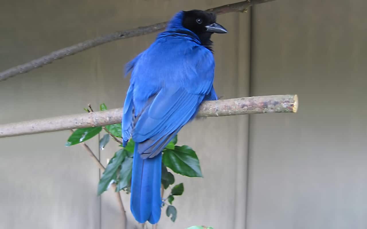 Gralha-azul: reprodução, o que come, suas cores, a lenda desse pássaro 4 gralha-azul