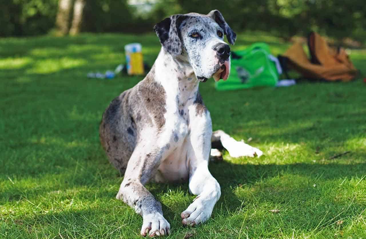 maior cachorro do mundo