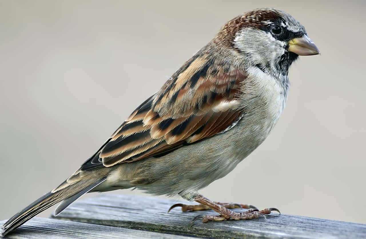 pardal sparrow