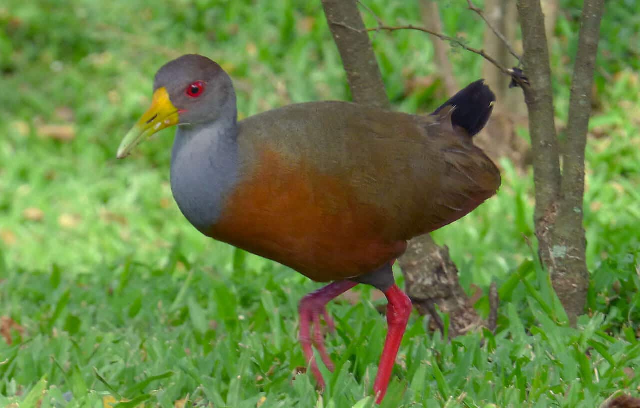 Saracura-do-mato: tudo sobre reprodução, habitat e seu comportamento 6 saracura do mato