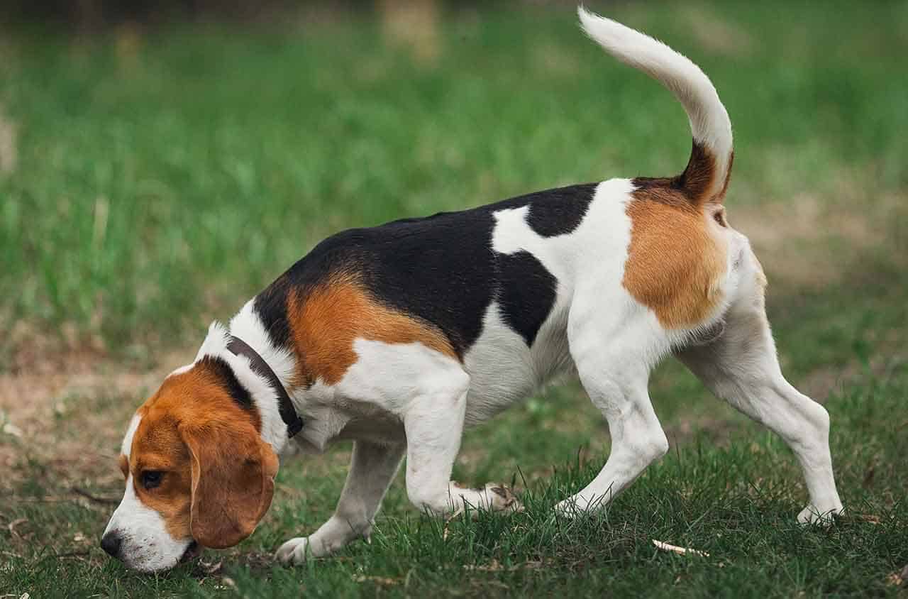 8 Raças de Cachorros Manso ou dóceis, pequenos e grandes para adotar 12 cachorro manso beagle