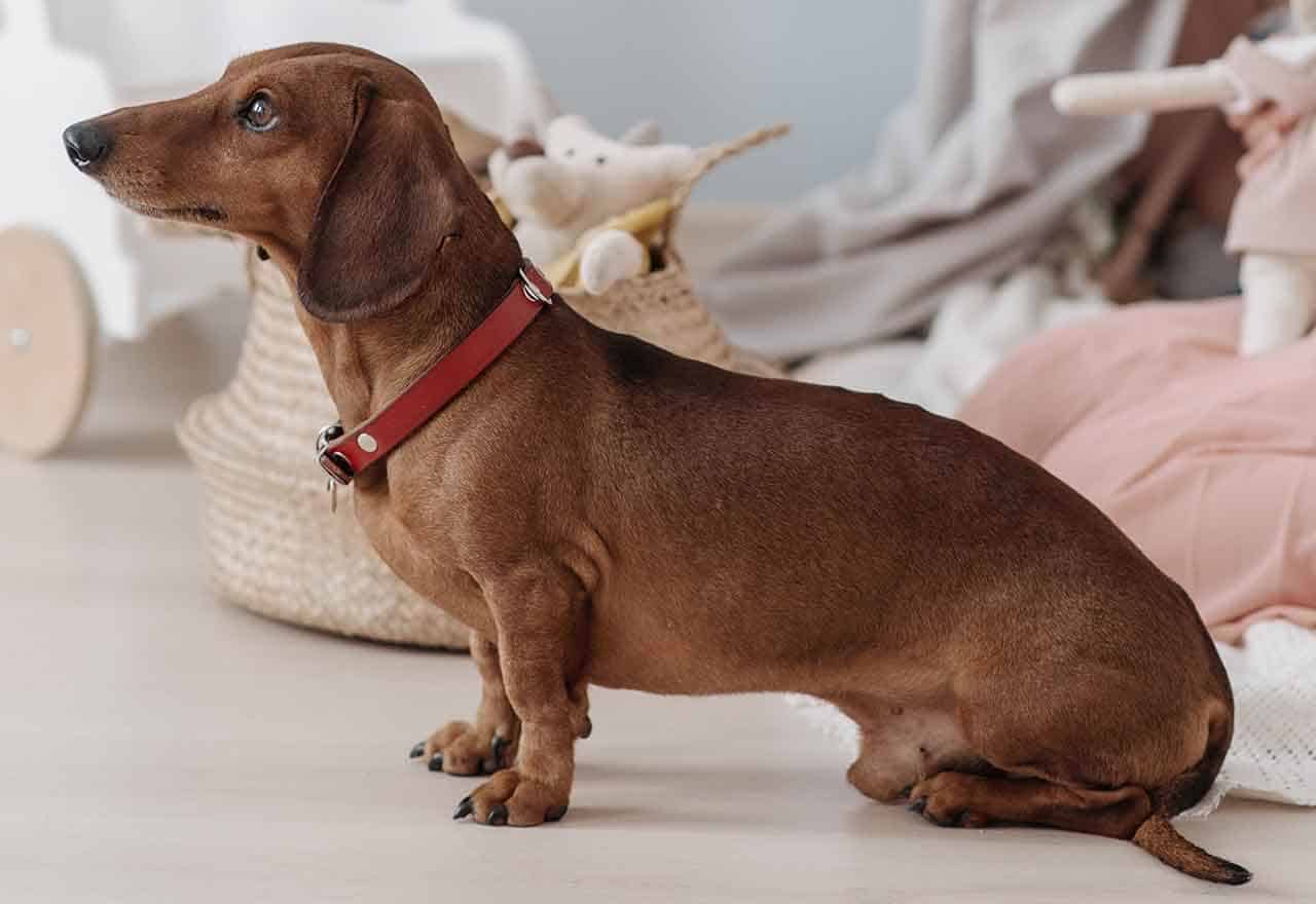 8 Raças de Cachorros Manso ou dóceis, pequenos e grandes para adotar 13 cachorro manso dachshund