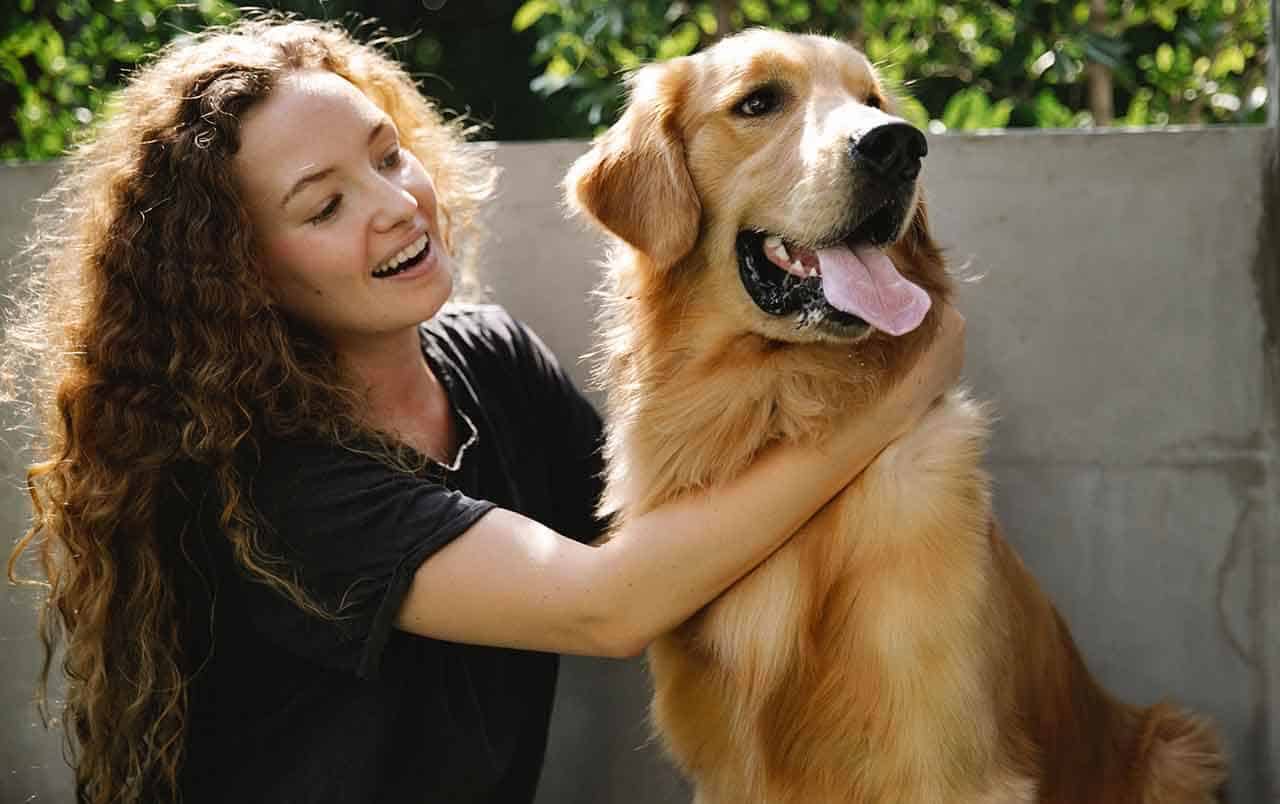 8 Raças de Cachorros Manso ou dóceis, pequenos e grandes para adotar 11 cachorros manso golden retriever