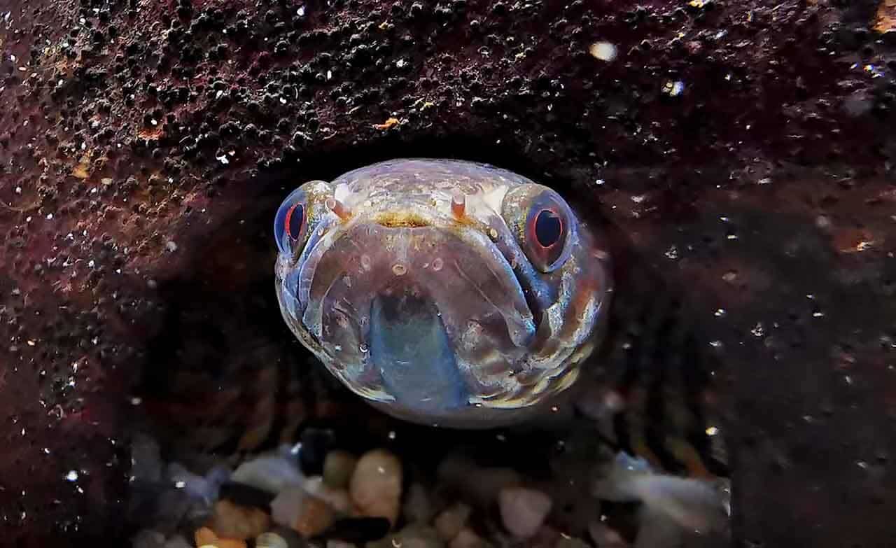 Snakehead ou Peixe Cabeça-de-cobra demônio ou vítima? 4 channa snakehead