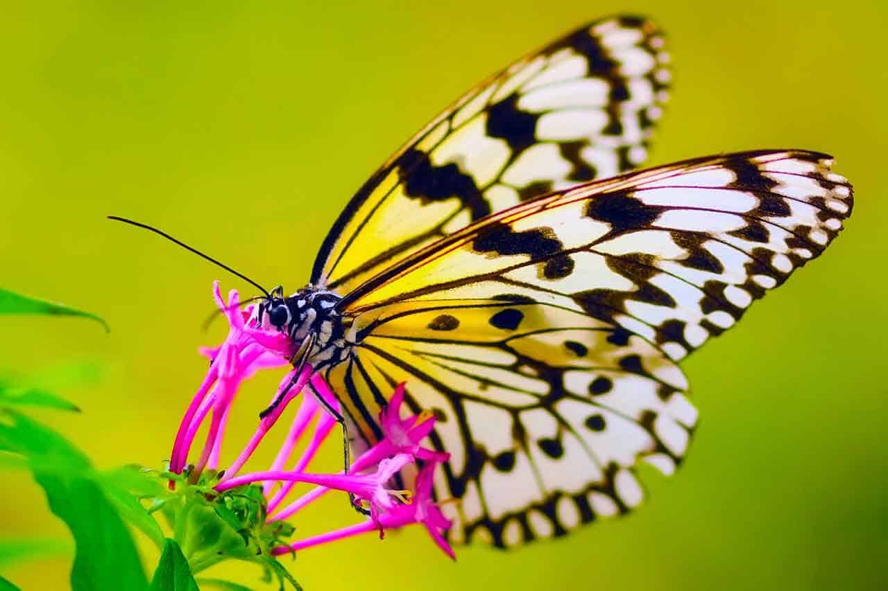 Curiosidades sobre borboletas: confira o guia completo sobre o inseto 4 borboleta