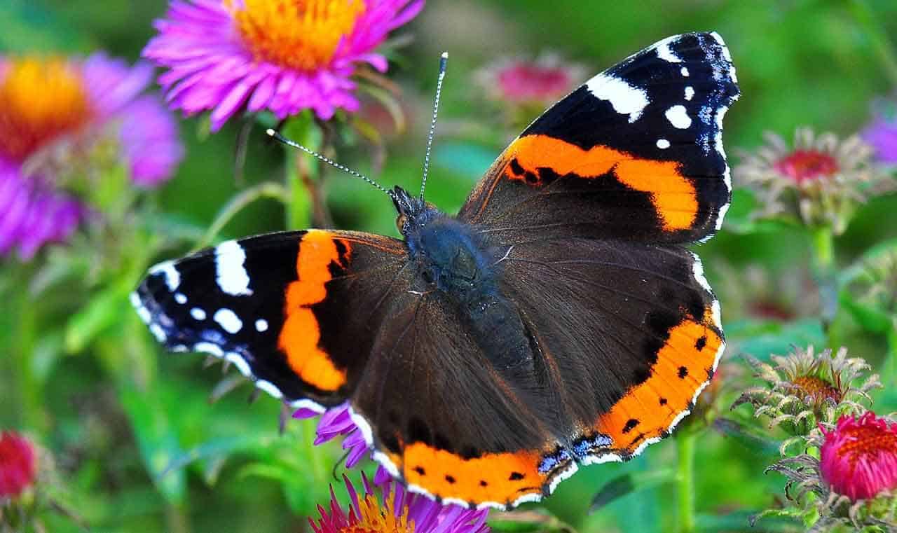 curiosidade sobre borboleta Borboleta colorida em um jardim de flor