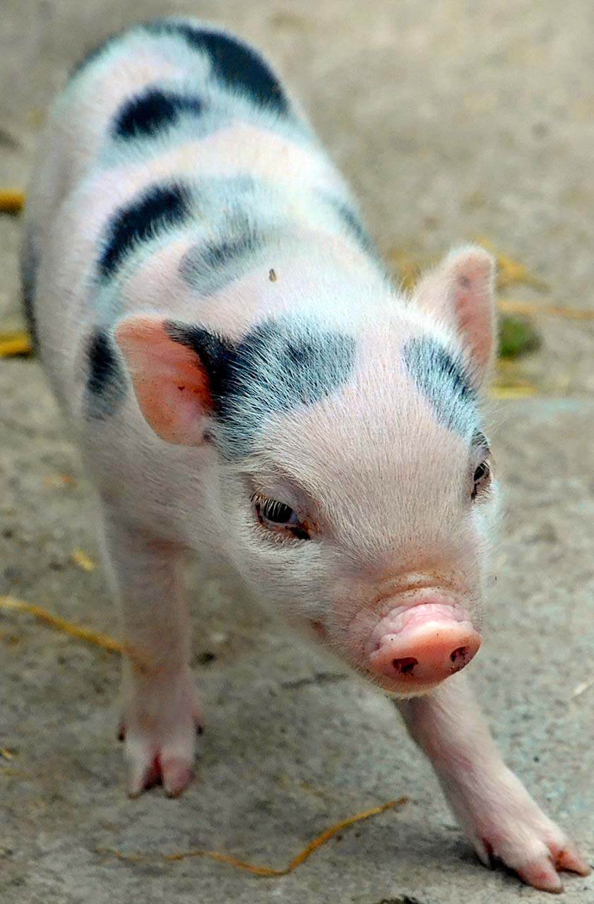 mini pig