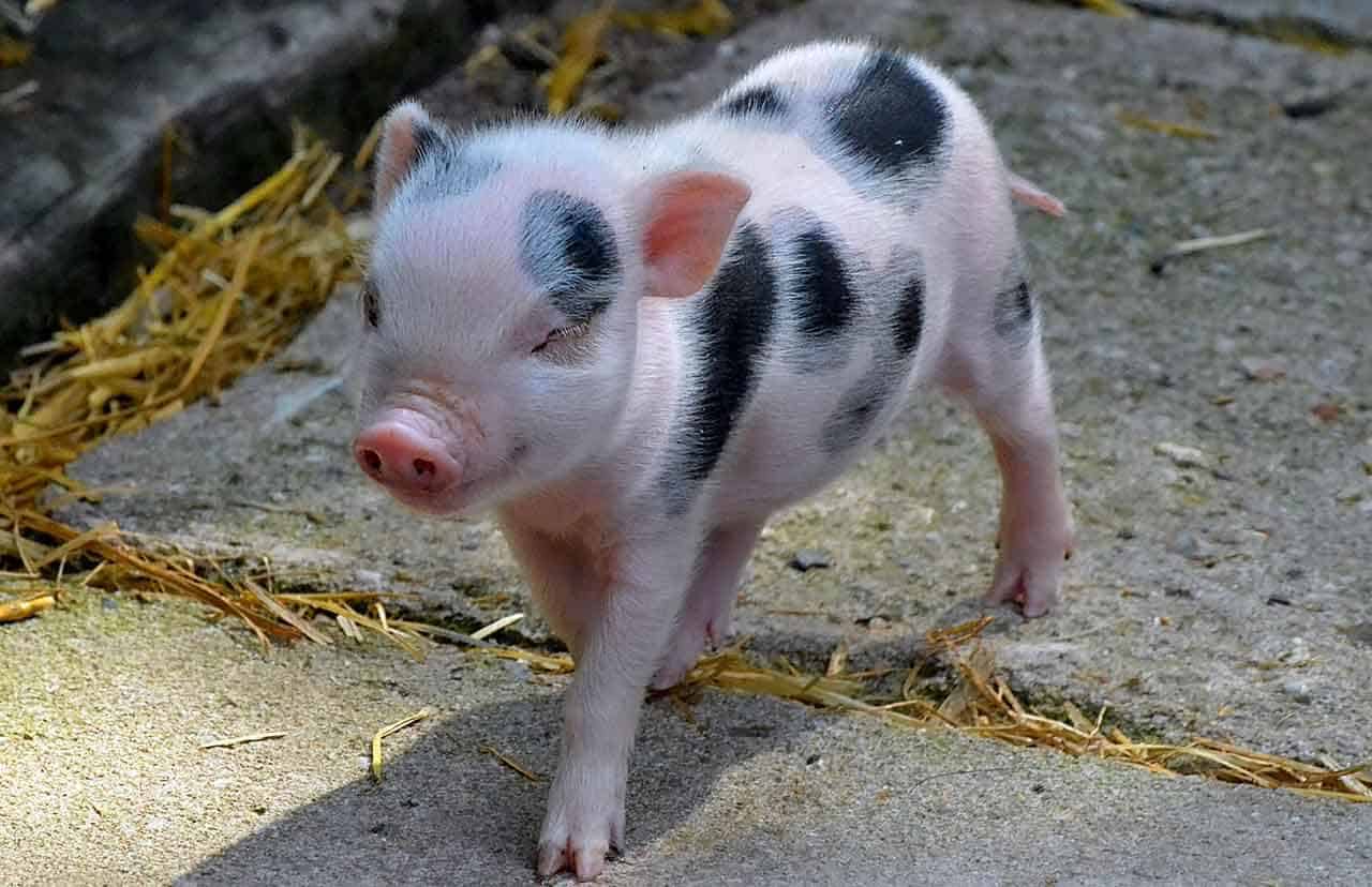 mini-porco