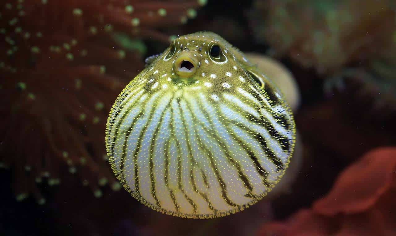 Peixe Baiacu - animais mais venenoso do mundo