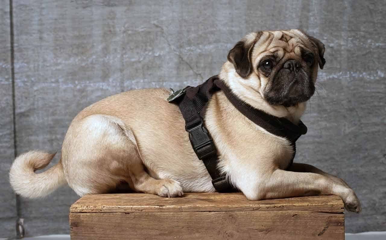 Cachorro Pug