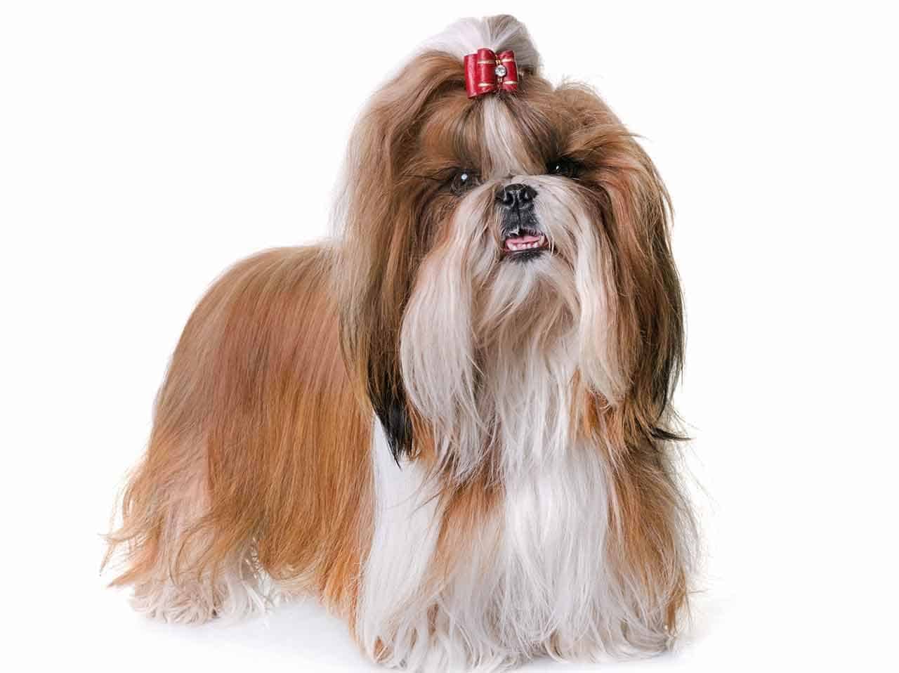 Cachorro Shih Tzu