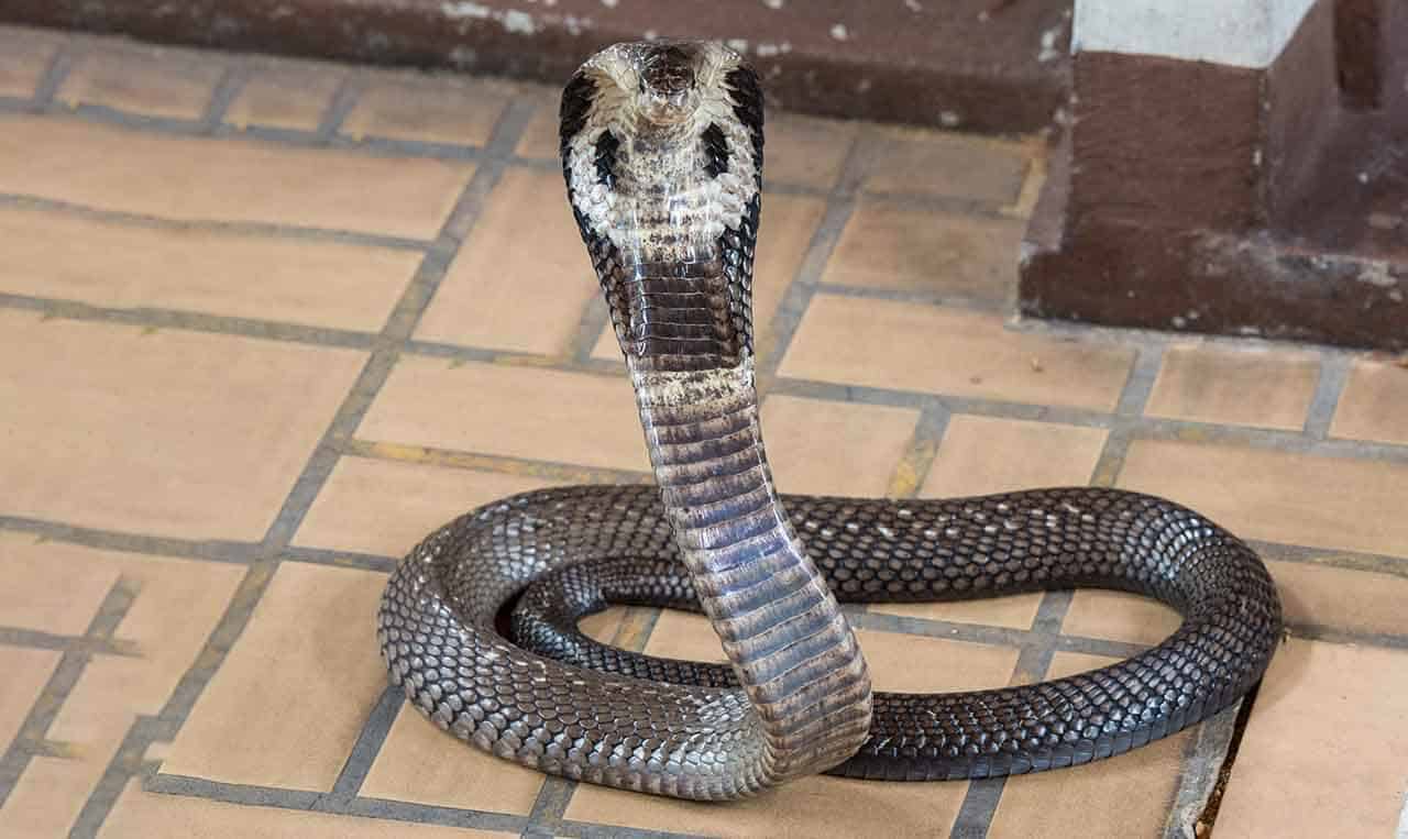 cobra real - animais mais venenoso do mundo