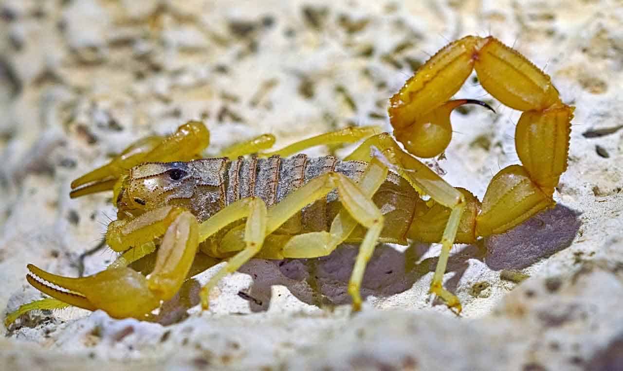 escorpião - - animais mais venenoso do mundo