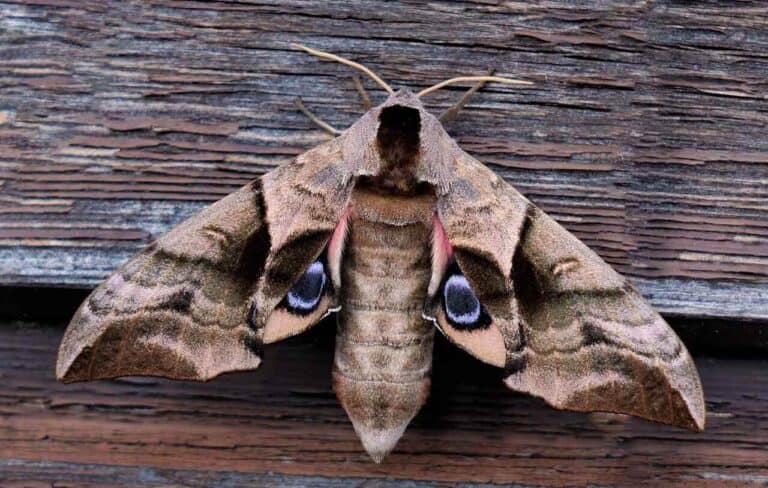 Mariposa dentro de casa: significa boa sorte, mau presságio