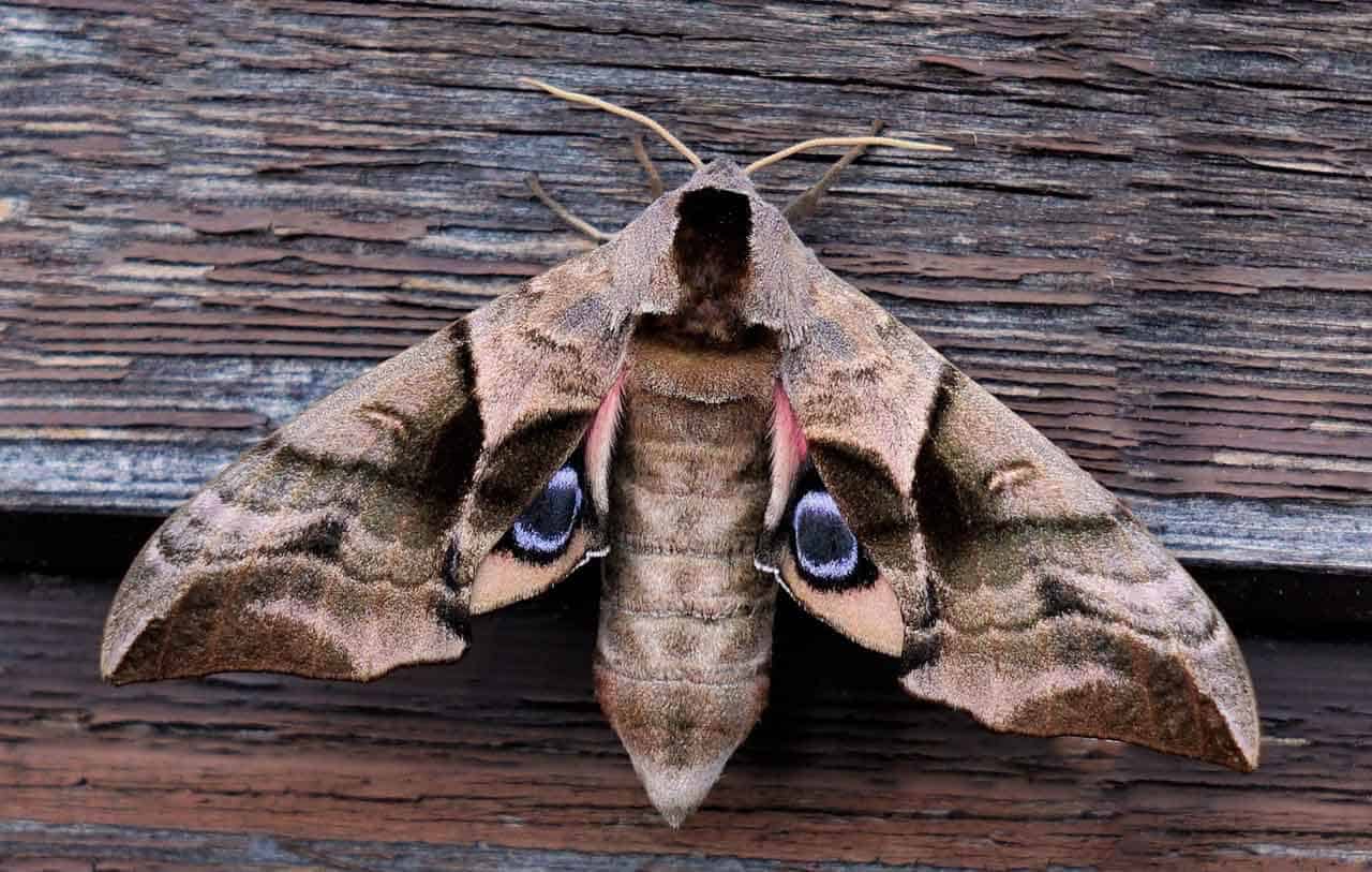 mariposa dentro de casa significado