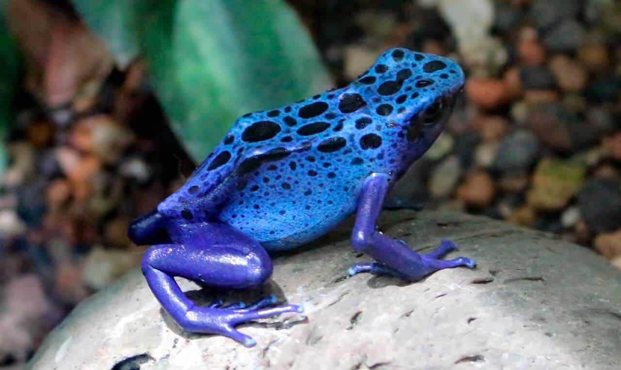  - animais mais venenoso do mundo