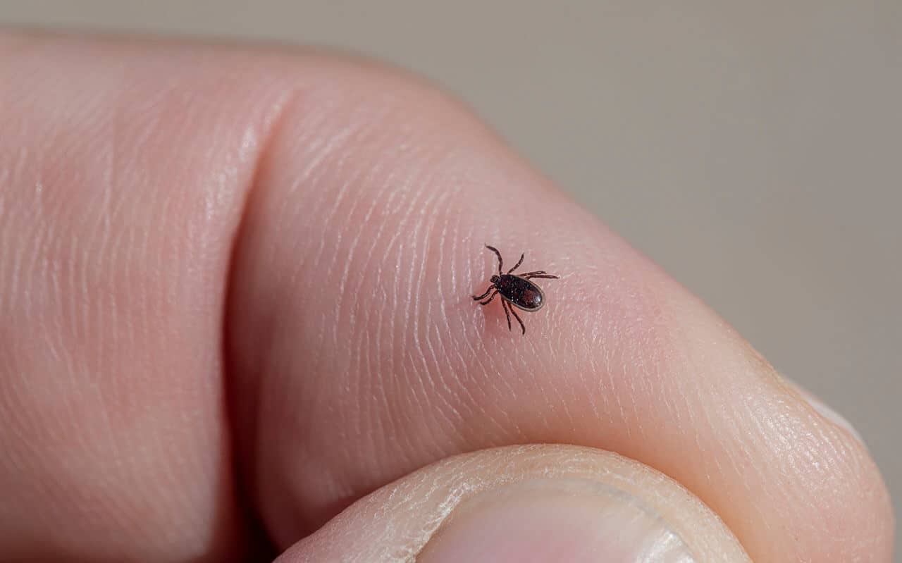 o que significa sonhar com carrapatos