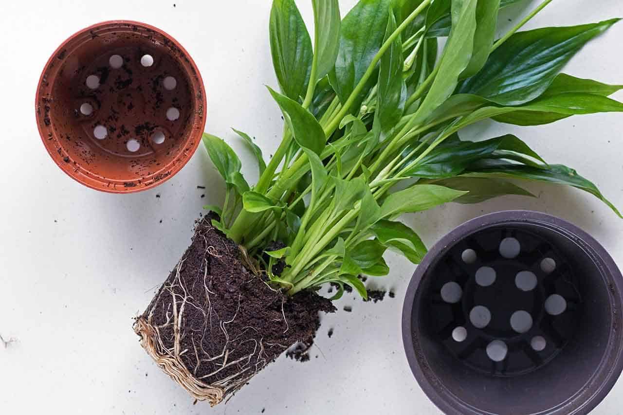 Lírio-da-paz: quais os benefícios, qual o melhor ambiente, o que gosta e porque murcha 7 lírio da paz vaso