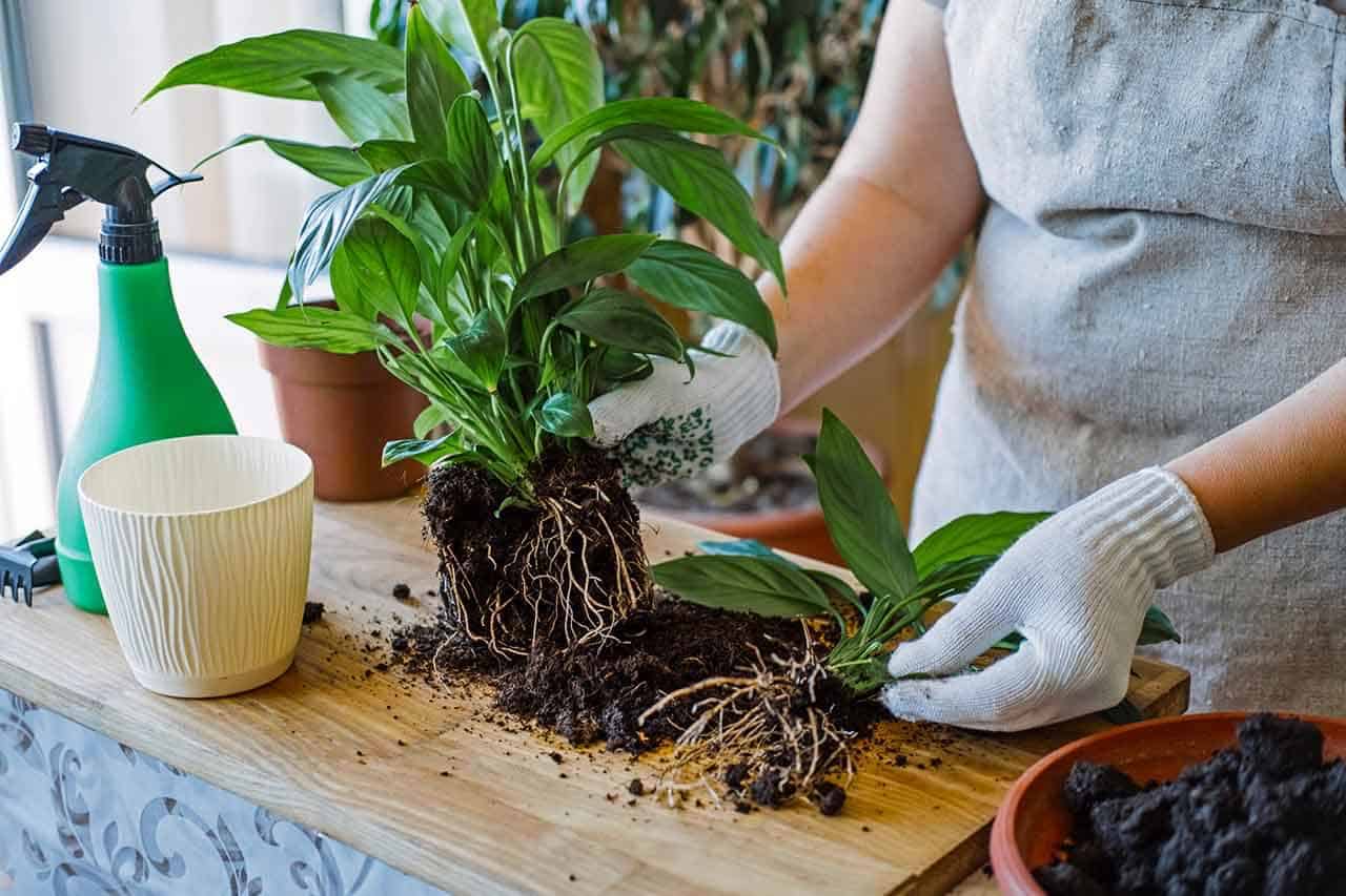Lírio-da-paz: quais os benefícios, qual o melhor ambiente, o que gosta e porque murcha 8 lírio-da-paz-mudas