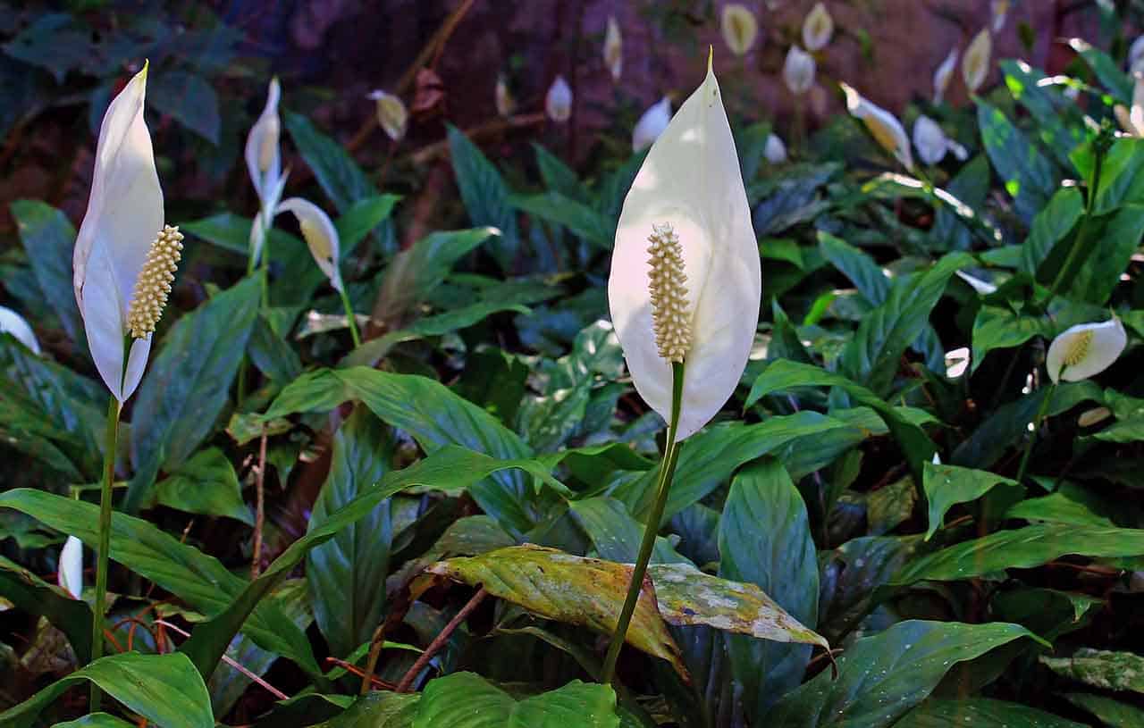 Lírio-da-paz: quais os benefícios, qual o melhor ambiente, o que gosta e porque murcha 6 lírio-da-paz