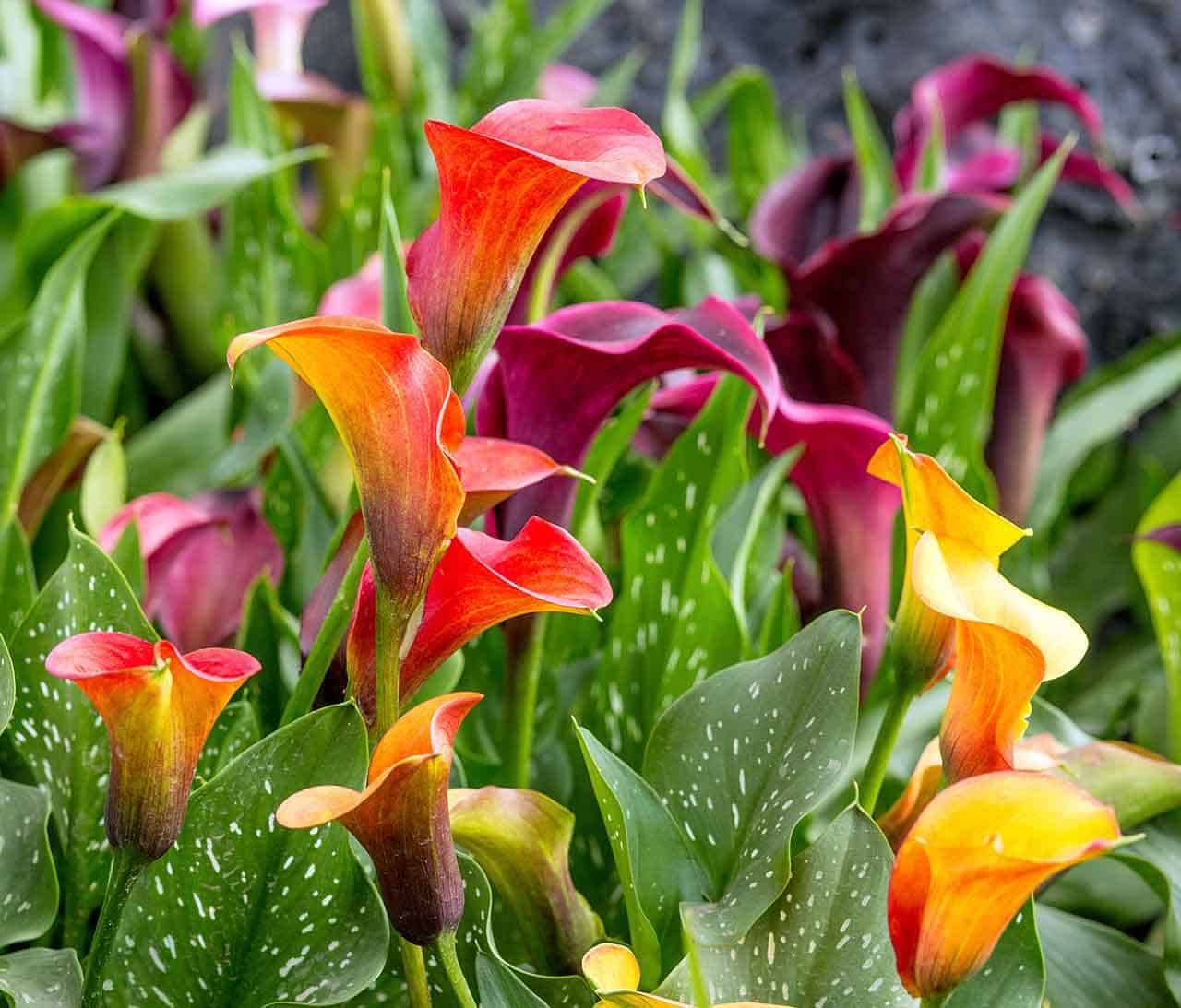 Flor copo de leite: suas cores, como plantar, adubar e cuidar, significado 7 calla - copo-de-leite