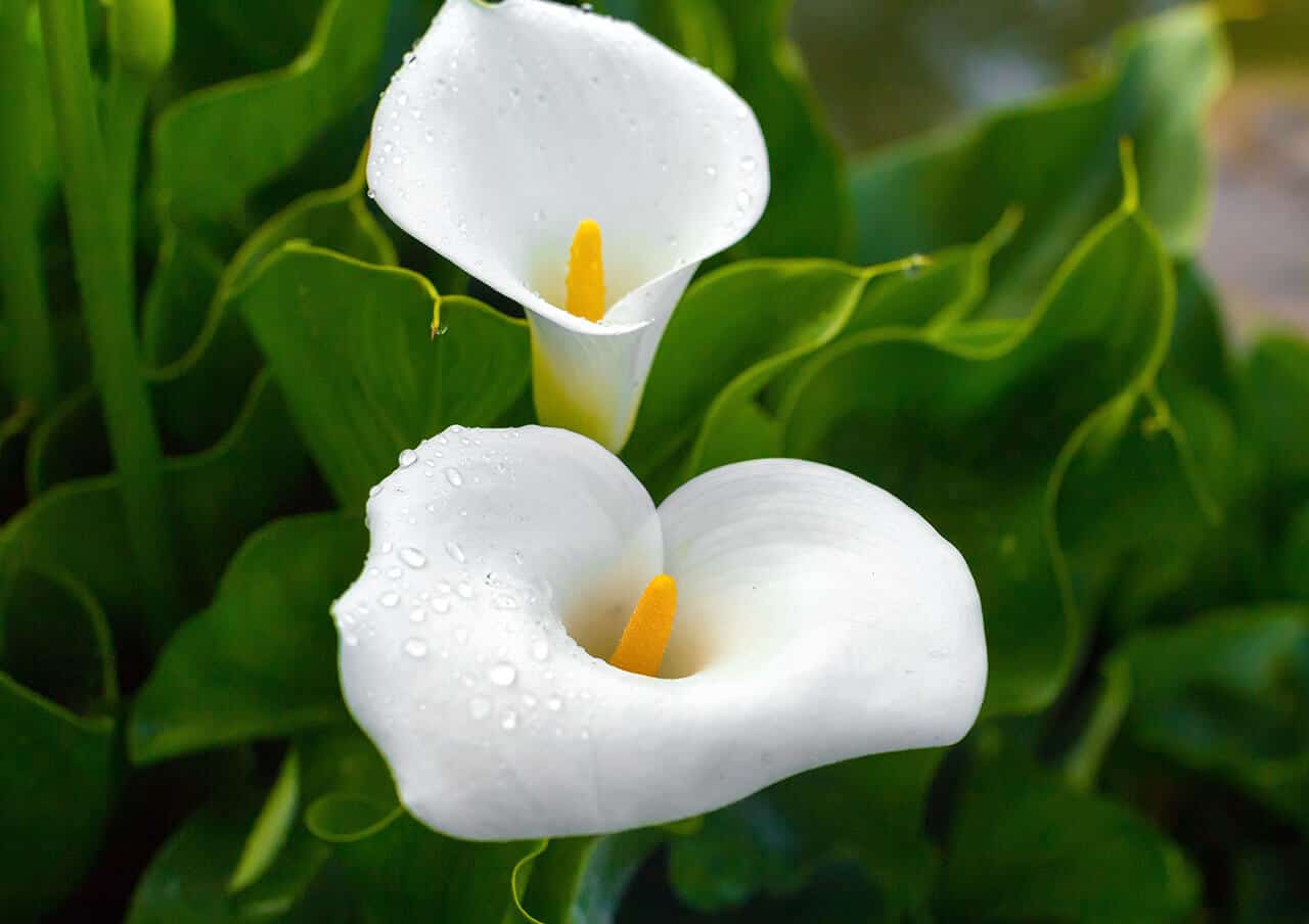 Flor copo de leite: suas cores, como plantar, adubar e cuidar, significado 6 copo de leite branca