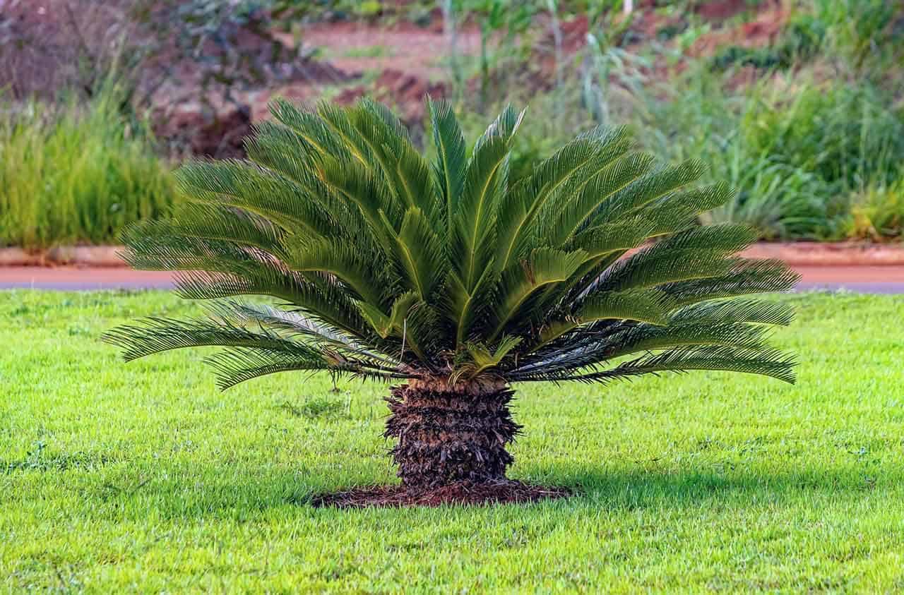 10 Plantas de sol resistentes e fáceis de cultivar em sua casa 14 Cica – Cycas revoluta