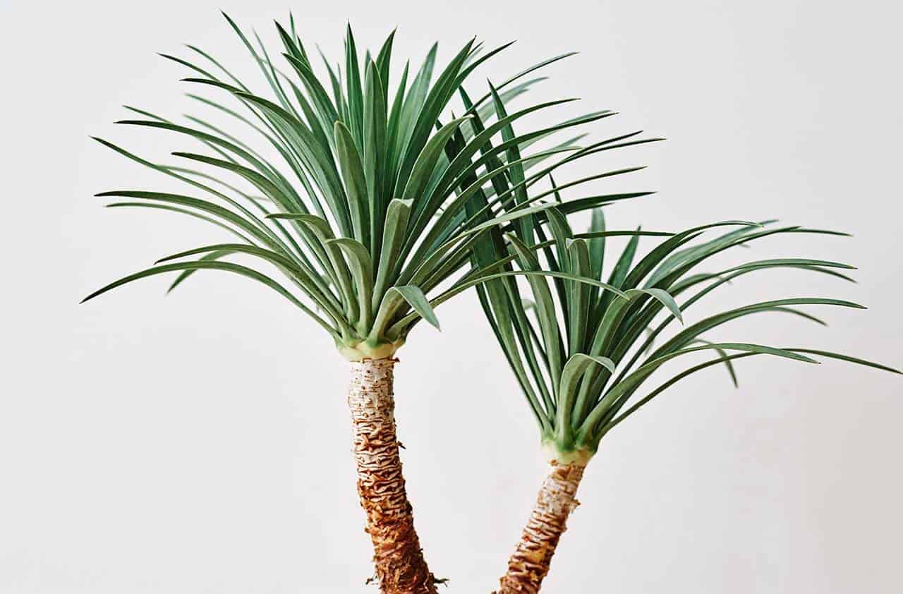 10 Plantas de sol resistentes e fáceis de cultivar em sua casa 15 Yucca – Yucca guatemalensis