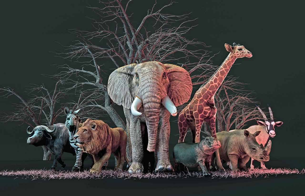 Animais silvestres: porque estão aparecendo nas cidades e quais podem ser comercializados 4 animais silvestres