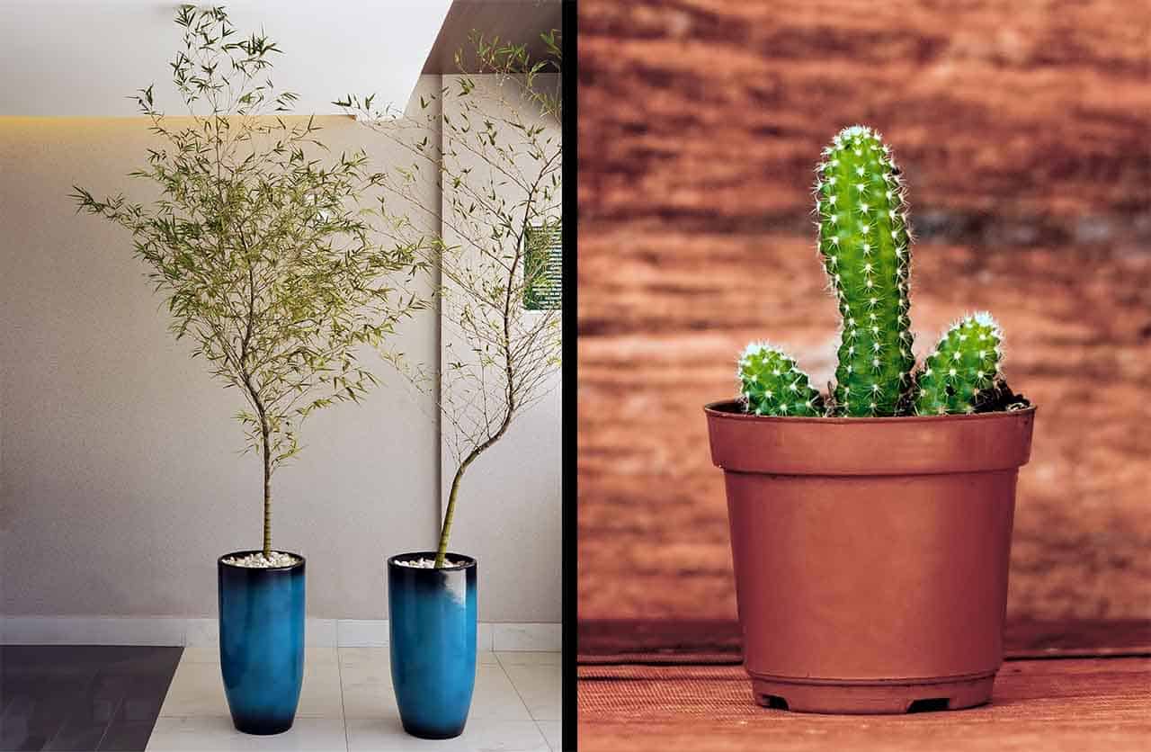 3 Plantas na sala que você deve evitar manter dentro da sua casa 6 plantas na sala