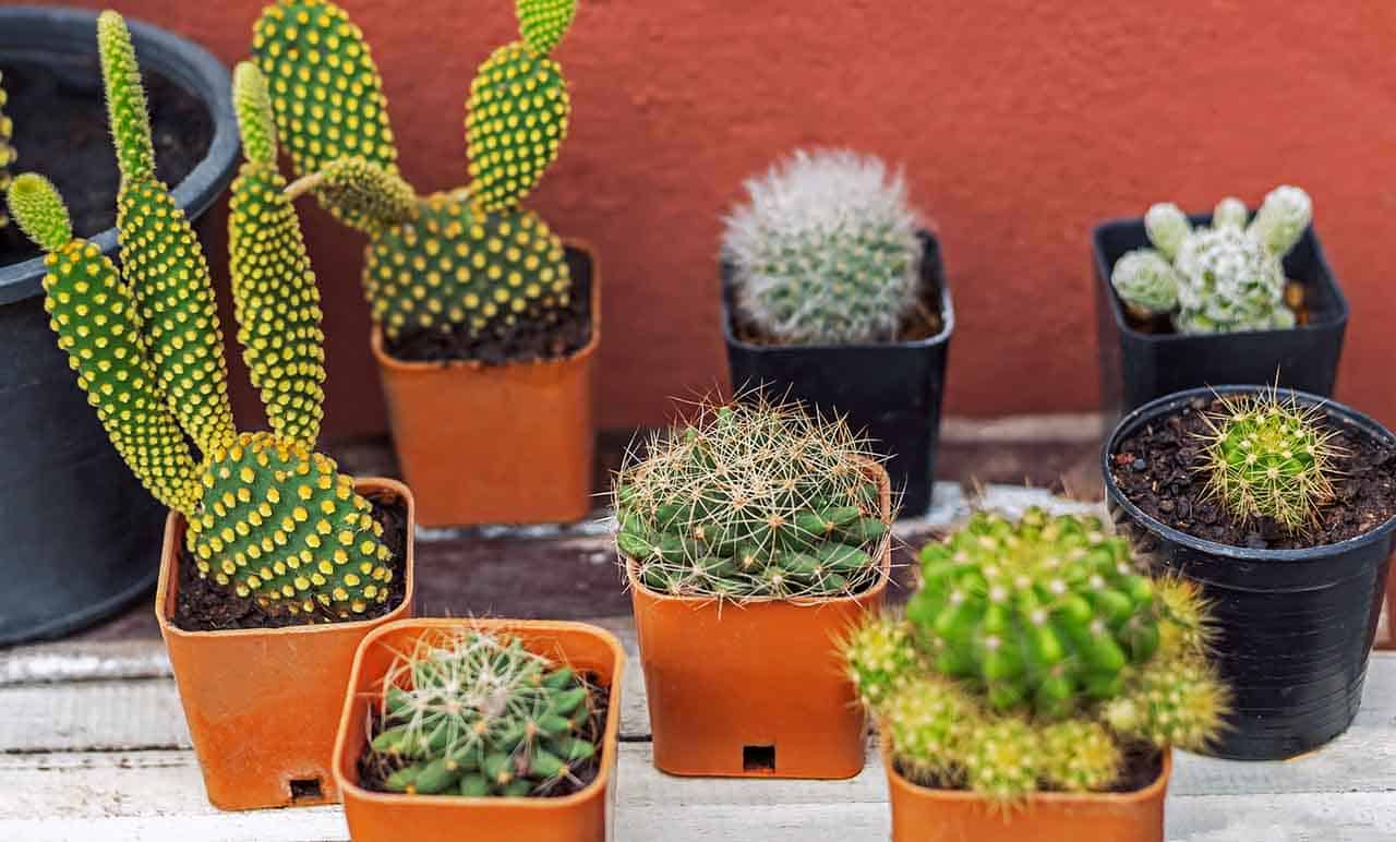 3 Plantas na sala que você deve evitar manter dentro da sua casa 7 cactos