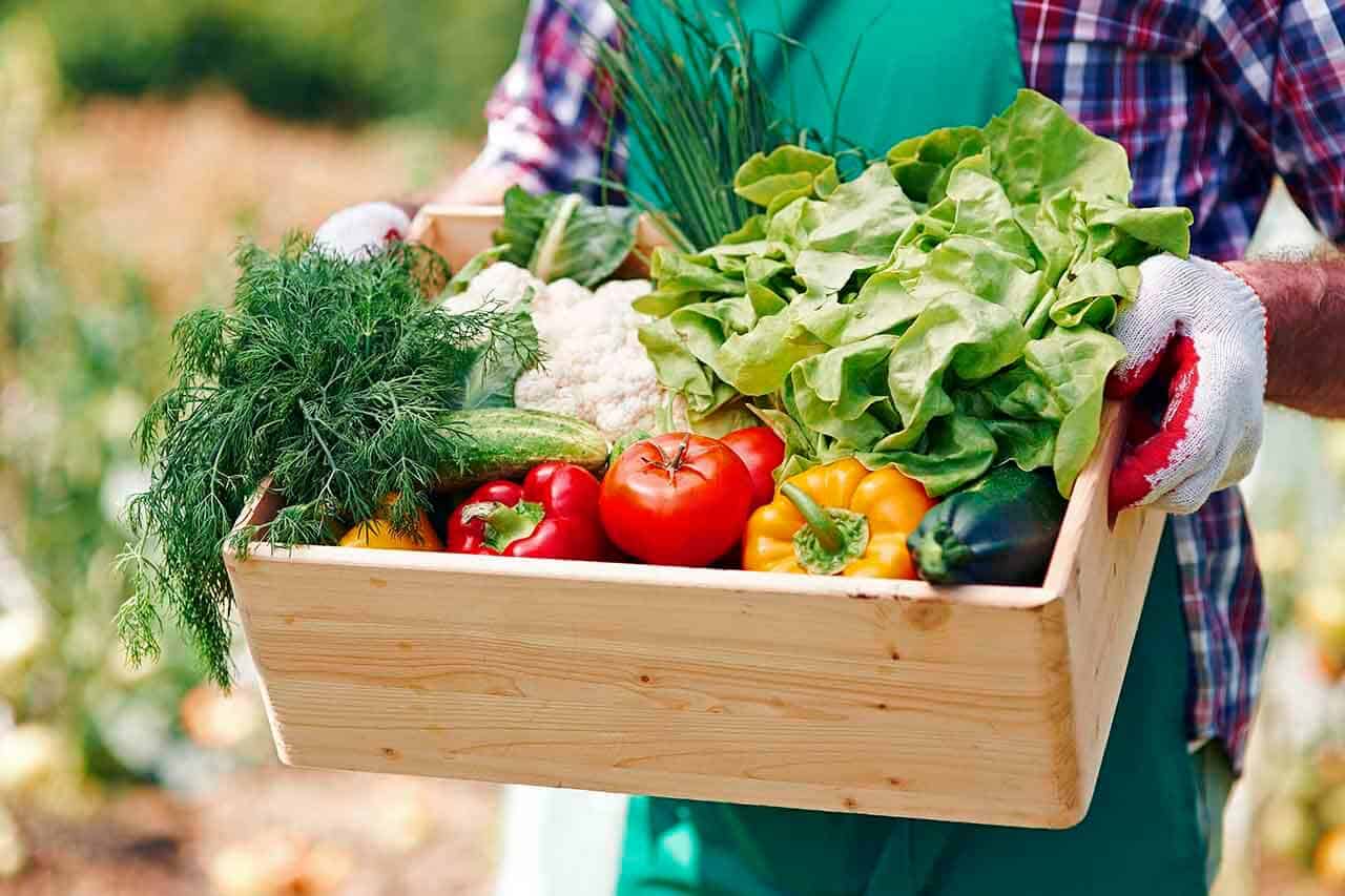 Porque ter uma horta em casa e como fazer uma horta vertical e mandala 5 horta em casa