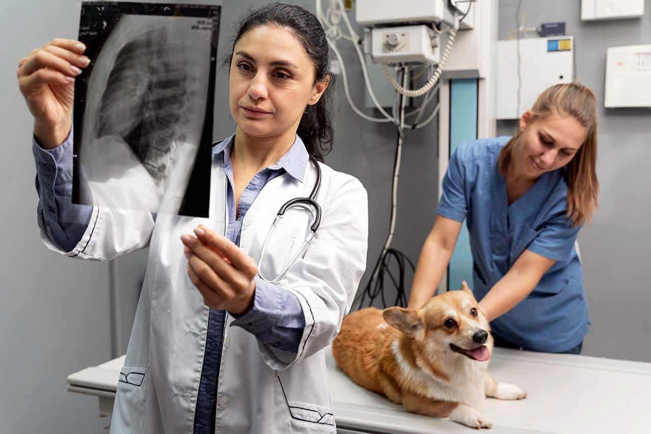 equipe de veterinarios cuidando de cachorro