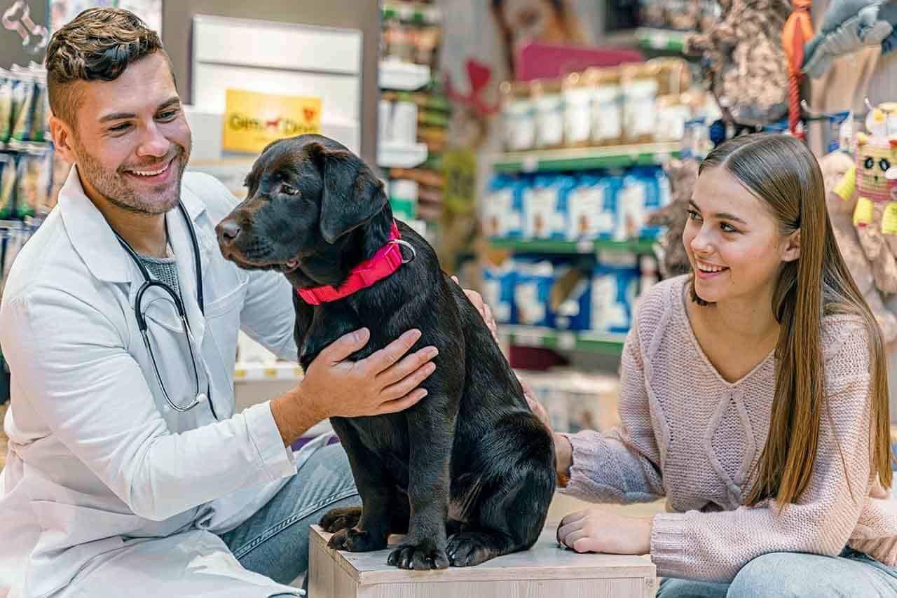 Pet shop: cada vez mais populares oferecendo produtos e serviços ao seu animal 8 veterinário cuidando de cachorro