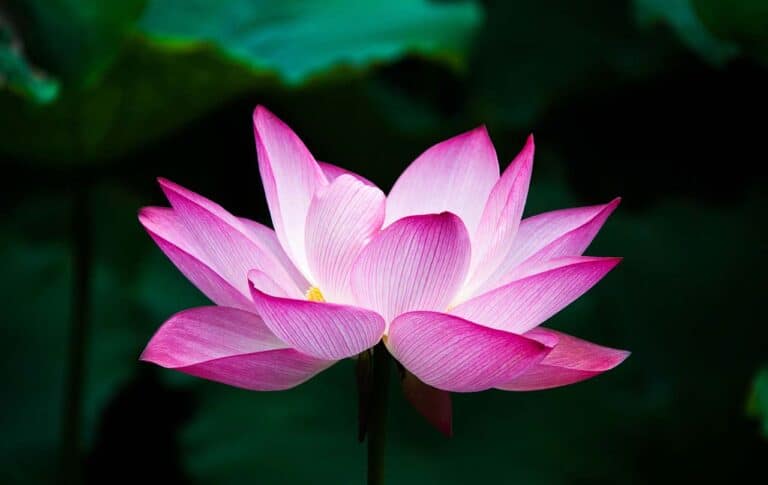 Flor de Lótus: O que significa, símbolo, poder e história