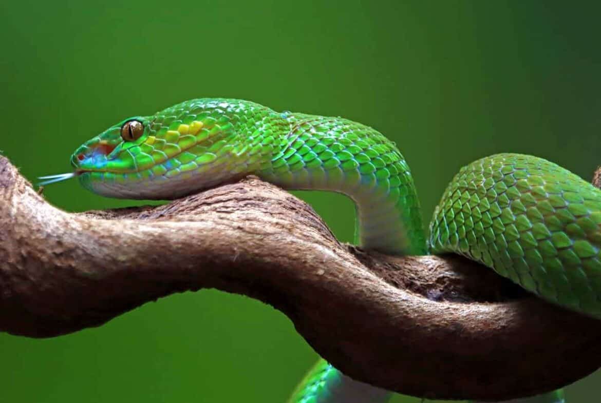 Sonhar com cobra verde: É bom ou ruim? Qual o significado?