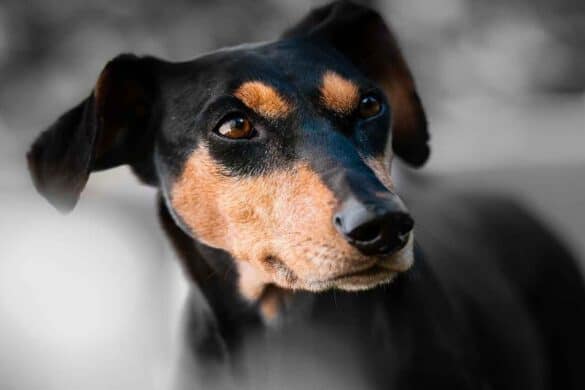 Sonhar com Cachorro Grande: É bom ou ruim? Qual significado?