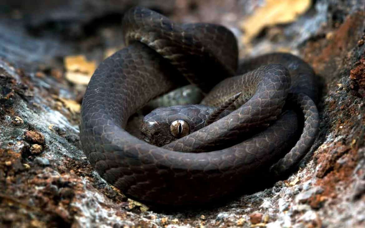 Sonhar com Cobra Preta: É bom ou ruim? Qual o significado?