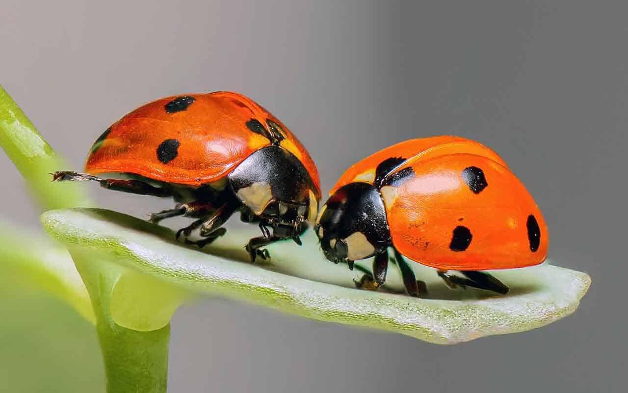 Joaninha: características, alimentação, reprodução, habitat e seu voo 4 Joaninha