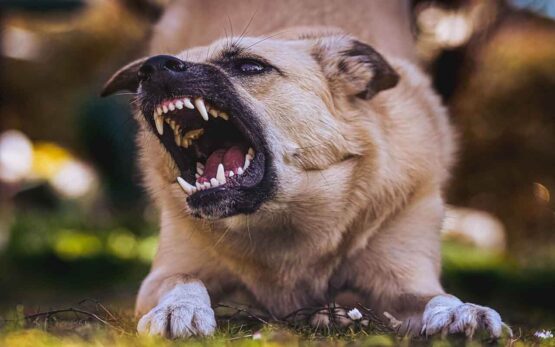 Sonhar com Cachorro Mordendo: É bom ou ruim? Significados