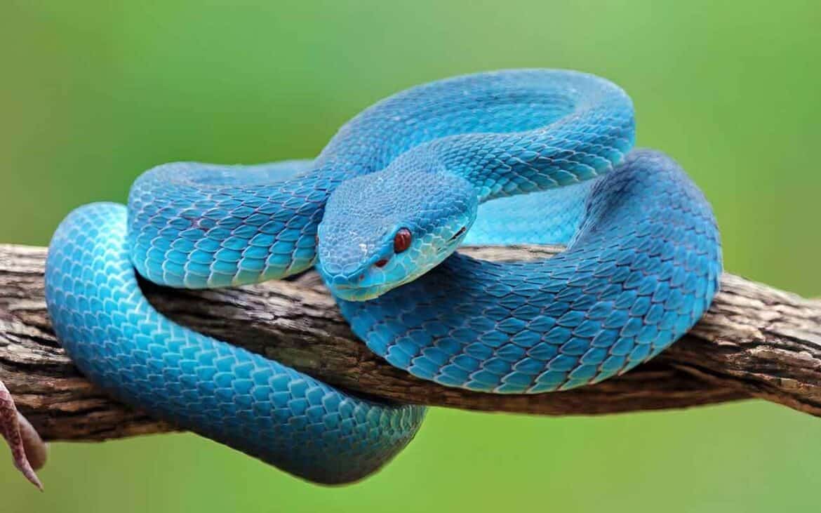 Sonhar com Cobra Azul: É bom ou ruim? Qual o significado?