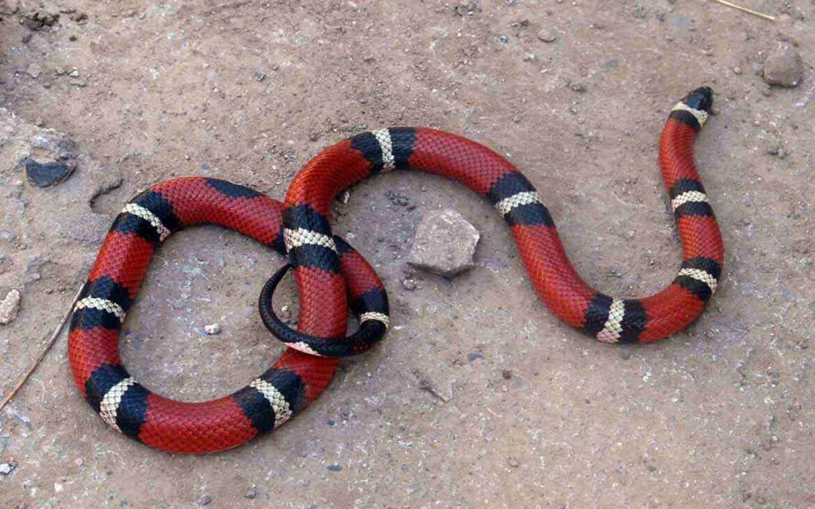 Sonhar com Cobra Coral: É bom ou ruim? Qual o significado?