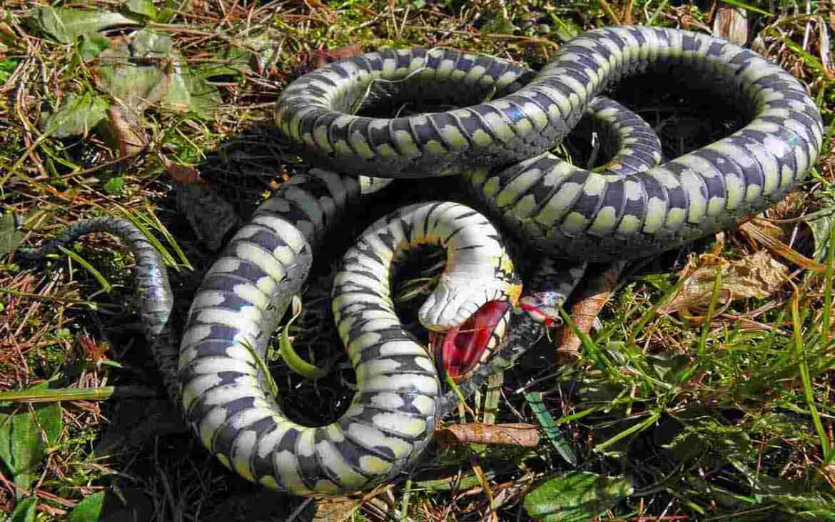 Sonhar com Cobra Morta: É bom ou ruim? Qual o significado?